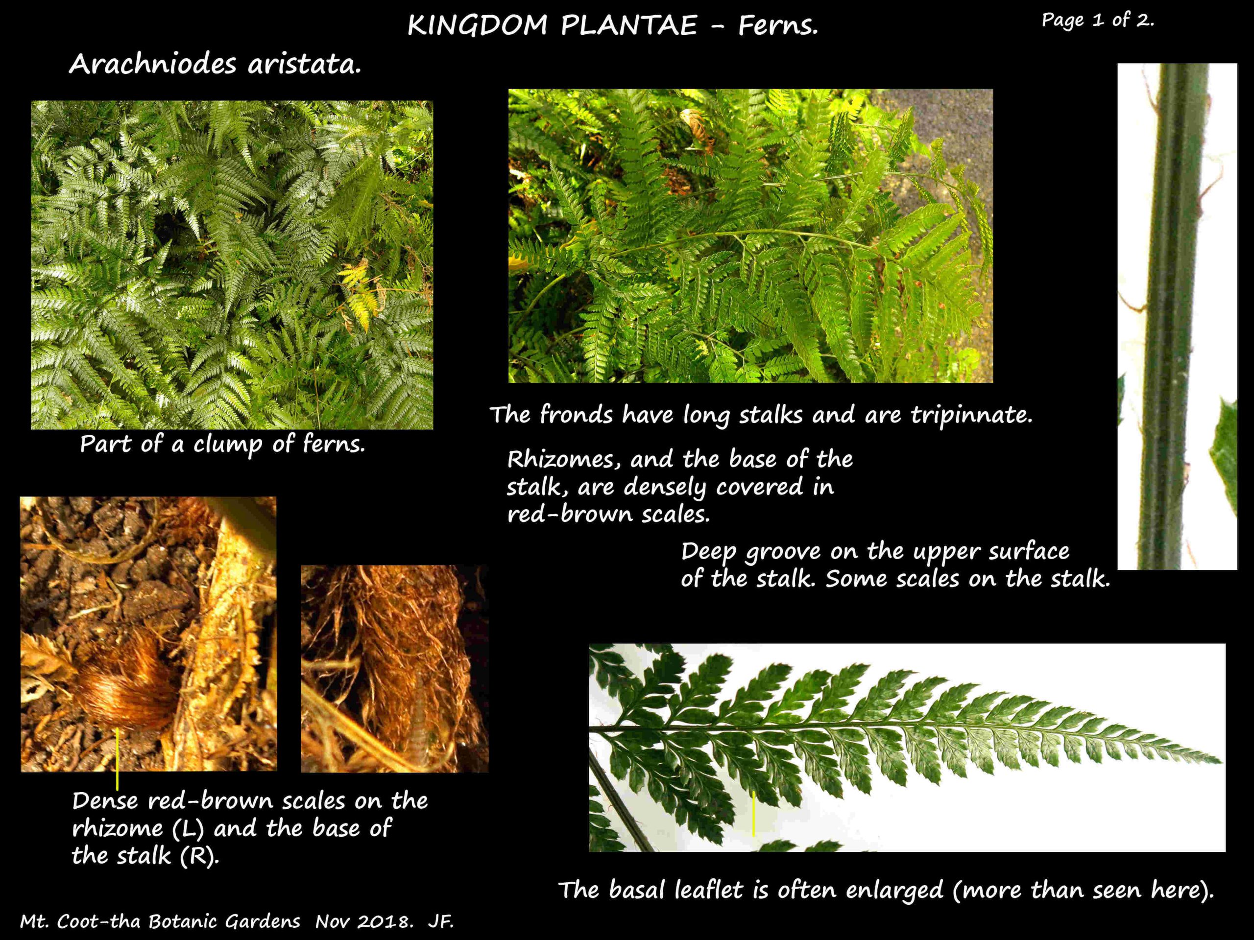 1 Arachniodes aristata rhizomes & fronds